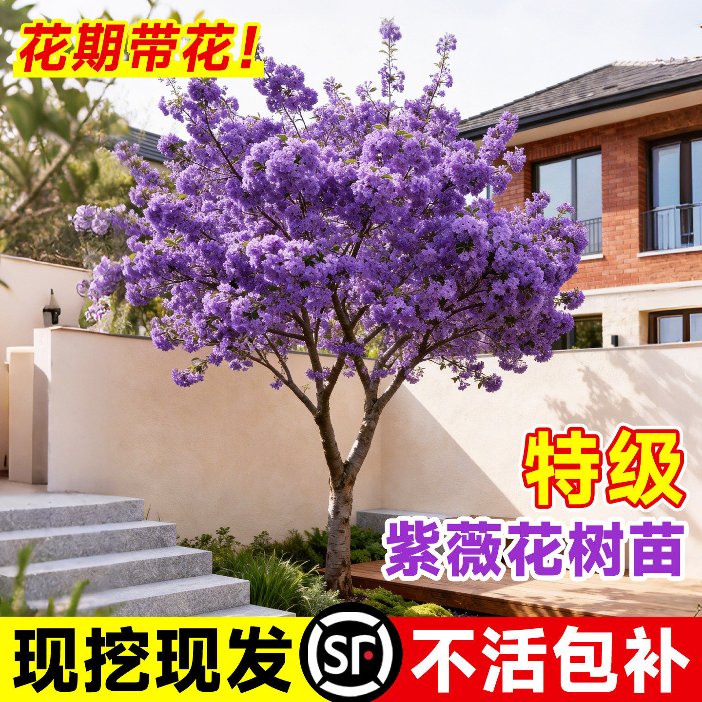 紫薇花树苗庭院大型老桩别墅室外道路绿化植物百日红花卉风景大树