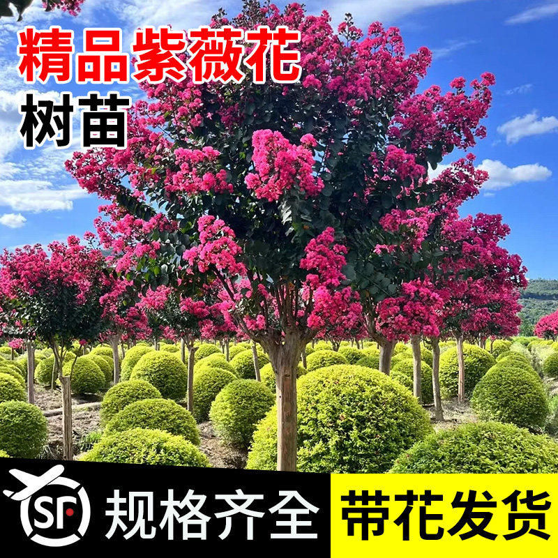 精品紫薇花树苗庭院大型老桩别墅室外道路绿化植物风景大树百日红