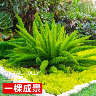 狐尾天门冬盆栽大苗室内阳台植物室外庭院植物造景四季常青好养活