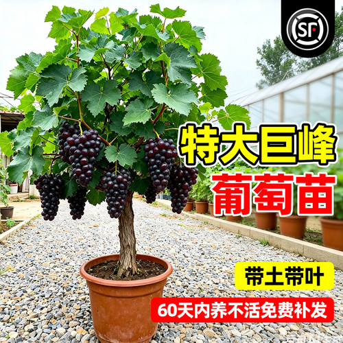 【热销8万+】特大巨峰葡萄树苖