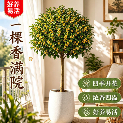 【诚信卖家】浓香室内大桂花盆栽