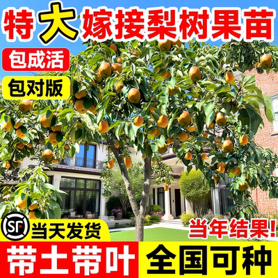 嫁接梨树果苗秋月梨新品种