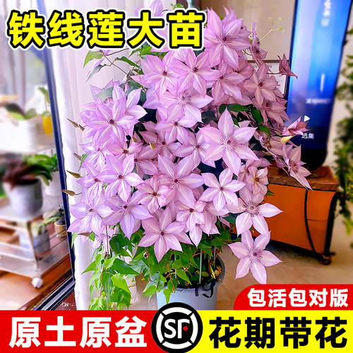 铁线莲大苗带花苞乌托邦爬藤植物