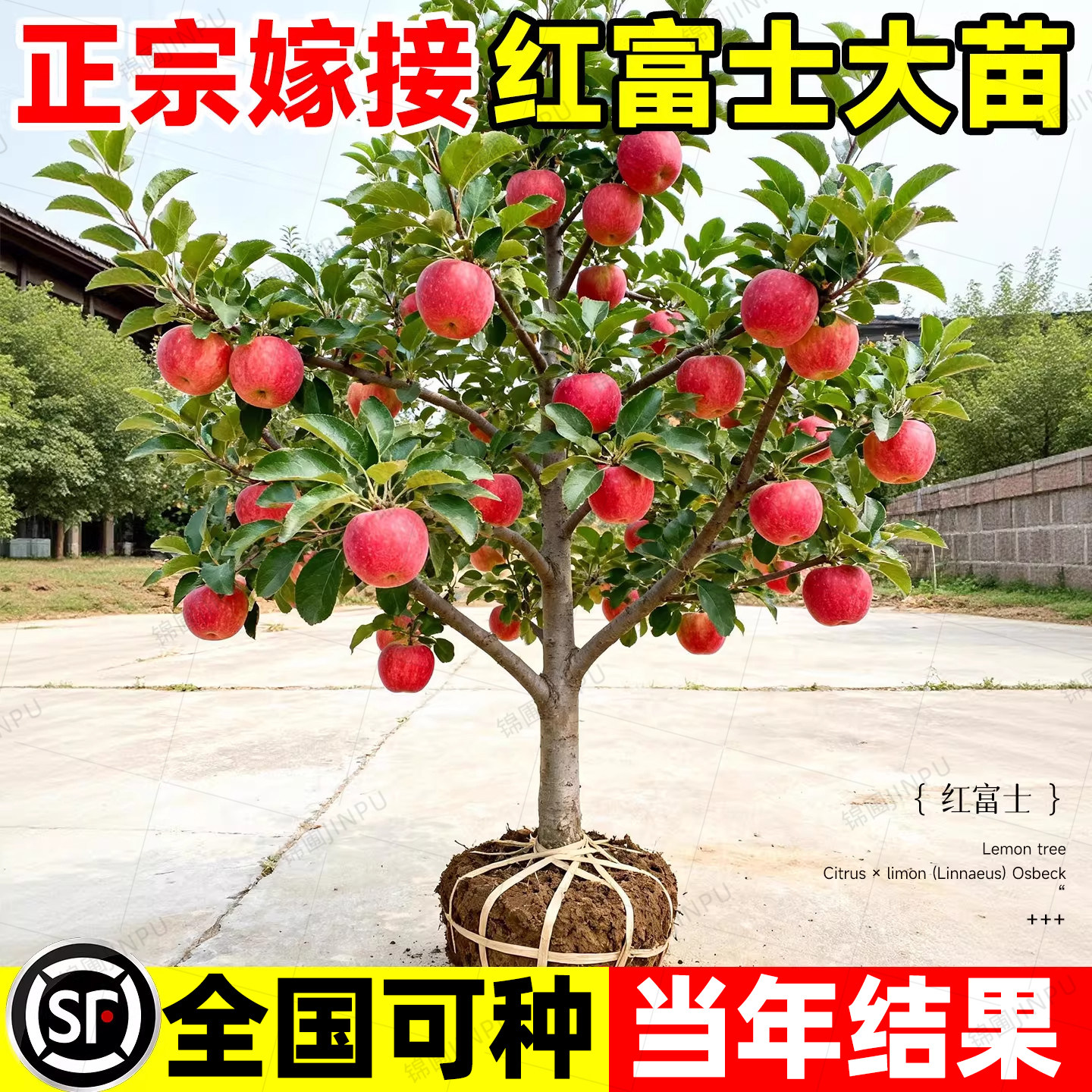 【平台推荐诚信卖家】苹果树苗图片