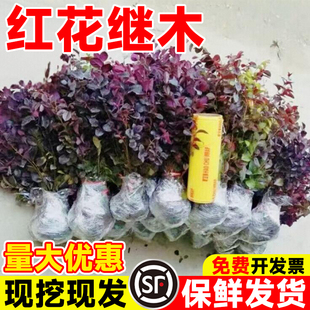 红花继木苗耐寒植物庭院红檵木树苗四季园林绿化红叶彩色盆景球桩