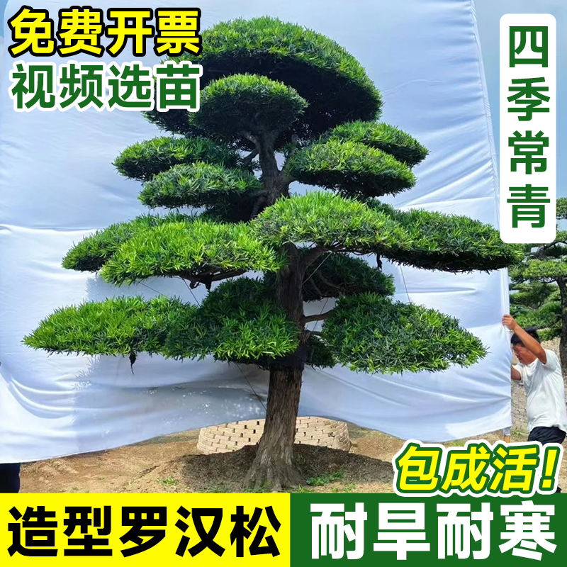 【平台推荐】造型罗汉松