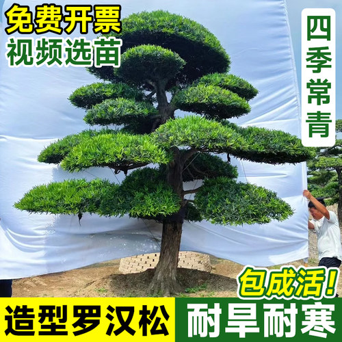 【平台推荐】造型罗汉松