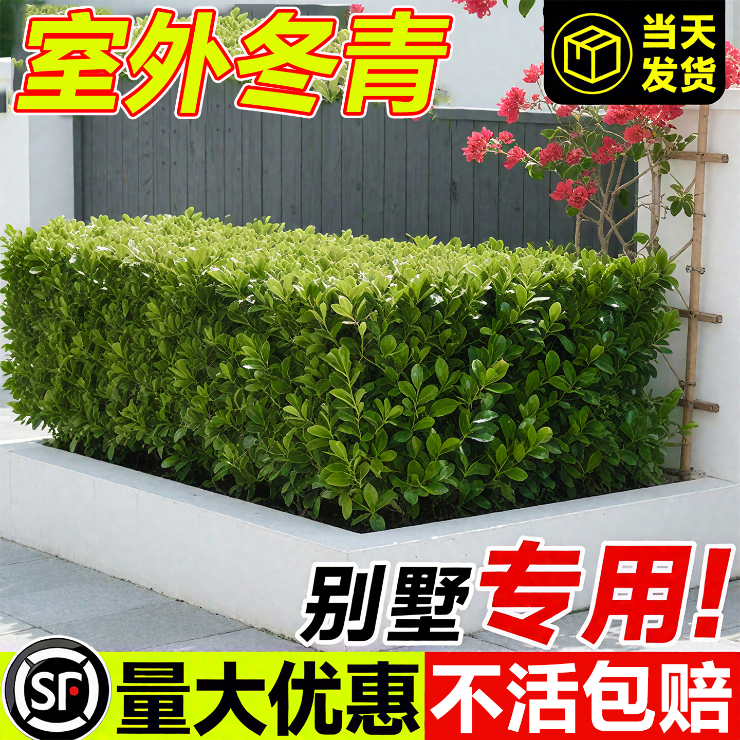 【爆款热销10万+】冬青树苗绿篱