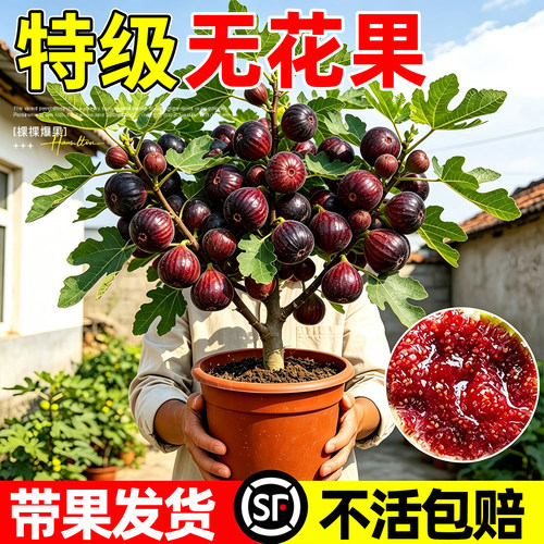 【爆款热销5万+】无花果盆栽带果