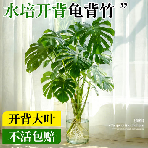 龟背竹水培老桩开背大叶