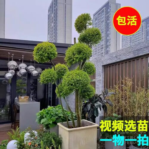 小叶女贞造型别墅四季常青