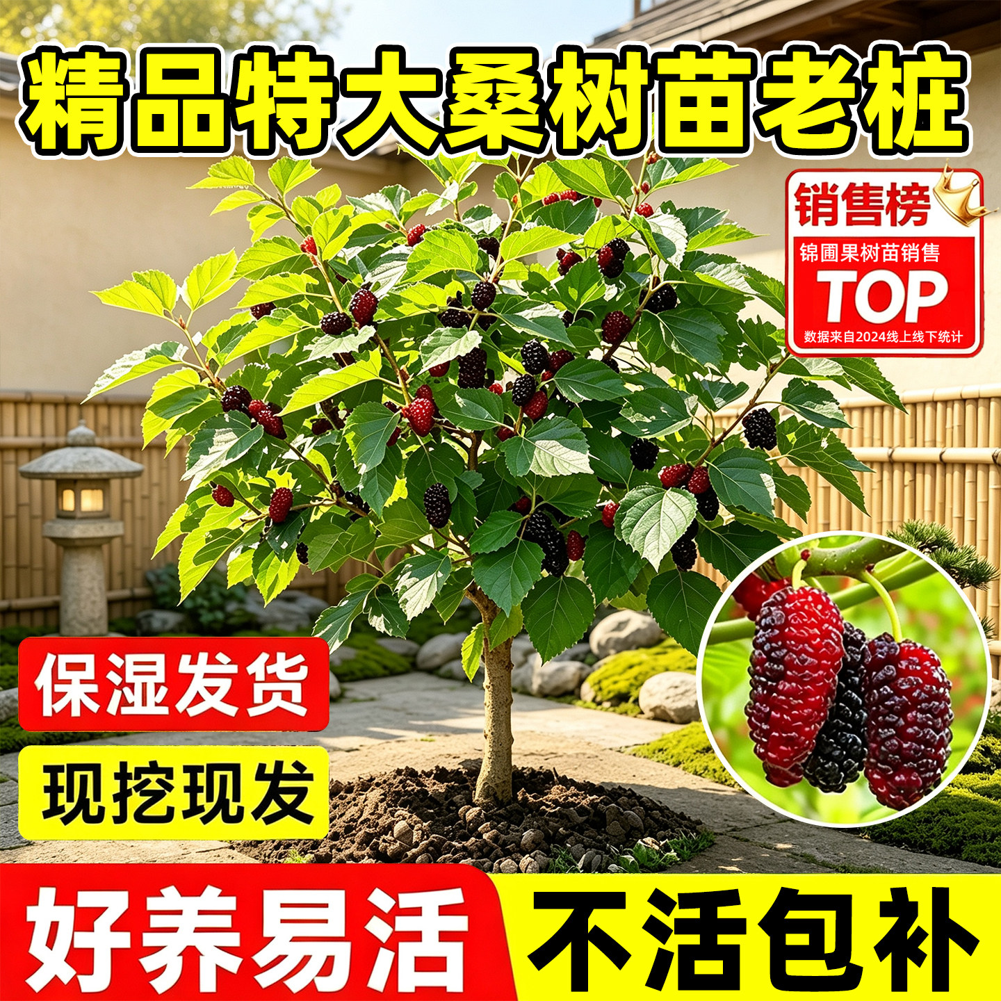 精品特大桑树苗老桩南北种植当年结果食用桑树黑桑水果白桑椹四季