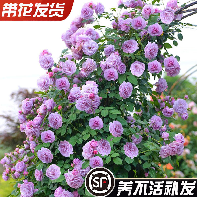 蓝紫色藤本月季 薰衣草花环 微香庭院四季开花花卉欧月蔷薇