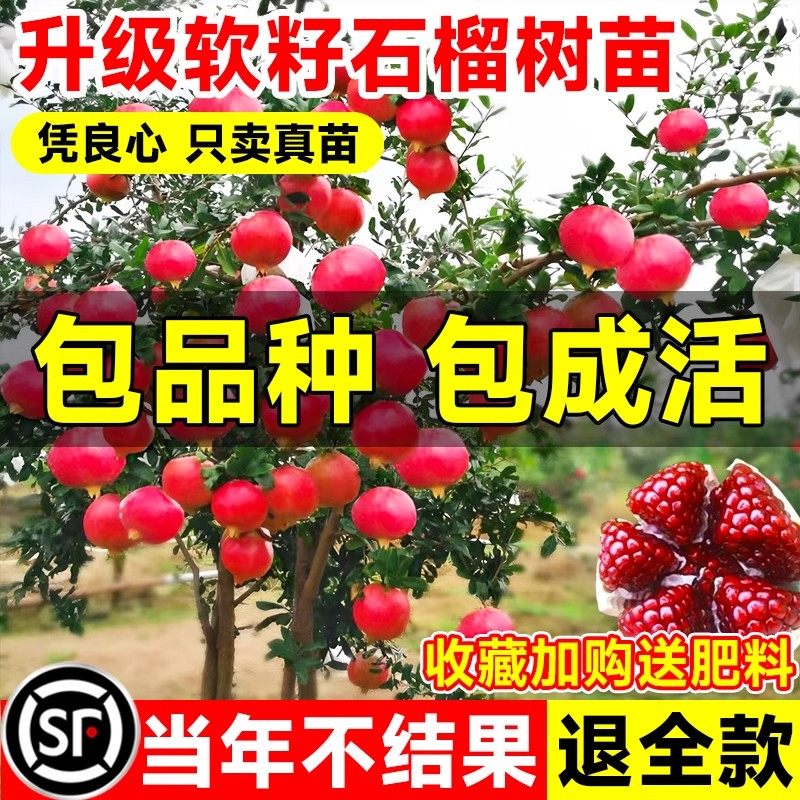 【当年结果】突尼斯软仔石榴树树苗正宗无籽特大庭院果树果苗盆栽