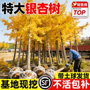 银杏树大树庭院别墅地栽盆栽早金绿叶白果特大树南北方种植风景树
