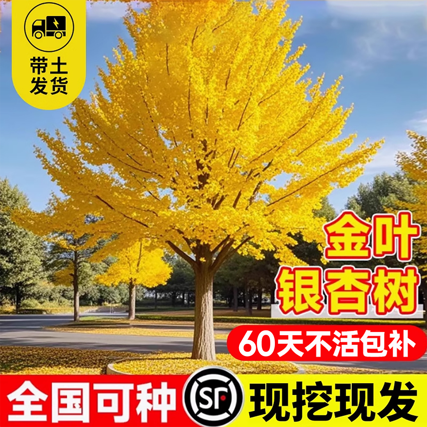 【全网热卖5万+】银杏树苗