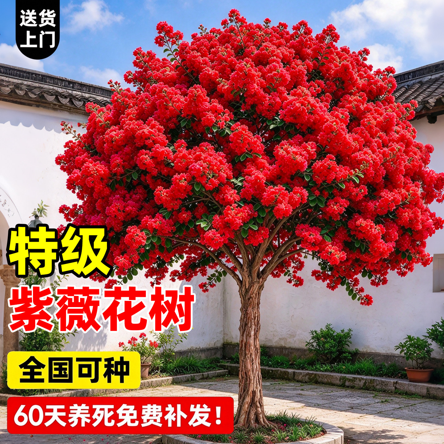 特级紫薇花树苗特大型老桩百日红庭院别墅室外道路绿化风景大树苗