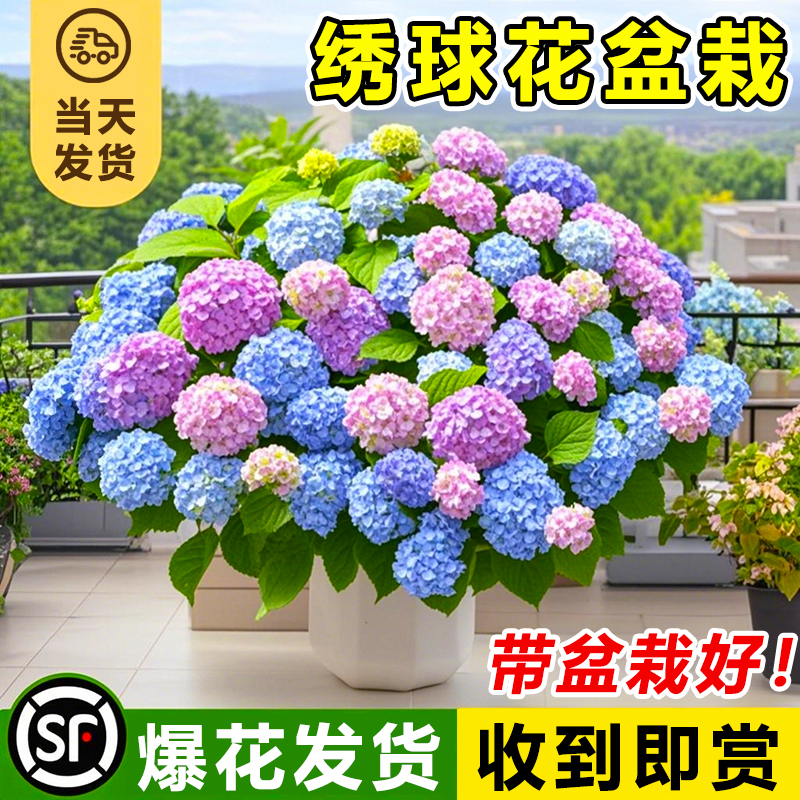 绣球花盆栽带花特大老桩阳台植物