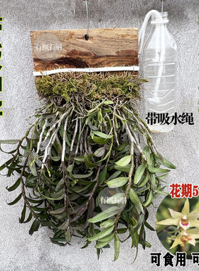 【挂板】可食用铁皮石斛苗带板种好发货易存活室内外绿植三年苗