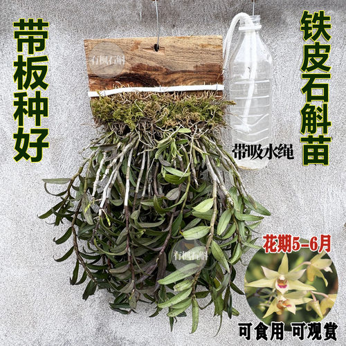 【挂板】可食用铁皮石斛苗带板种好发货易存活室内外绿植三年苗