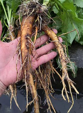 武当山新鲜现挖土大黄根野菠菜血三七洋铁叶子根羊蹄根酸模牛舌草