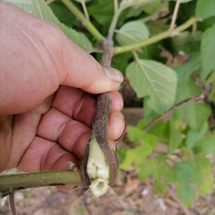 武当山新鲜现采中药材构树枝构麻树枝毛枸树枝可带穗带叶带果切段