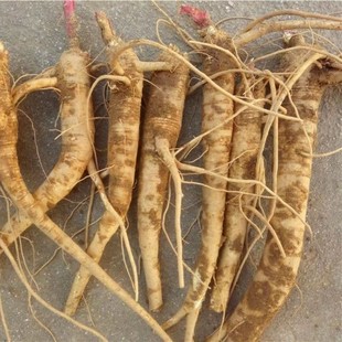 武当山现挖红杆商陆根商路干见肿消章柳根牛大黄新鲜土人参山萝卜