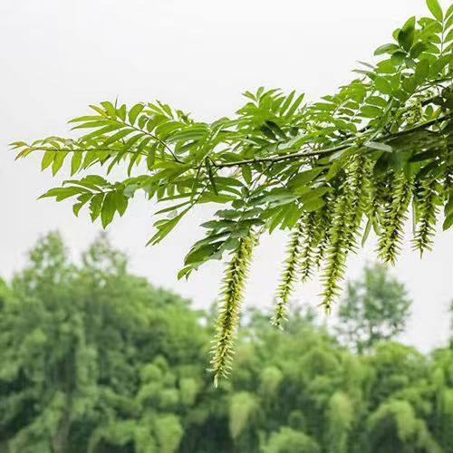 武当山新鲜现采枫杨树枝枫杨树叶枫杨树皮麻柳树水麻柳枫柳鬼柳树