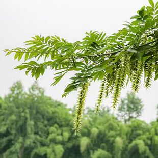 武当山新鲜现采枫杨树枝枫杨树叶枫杨树皮麻柳树水麻柳枫柳鬼柳树