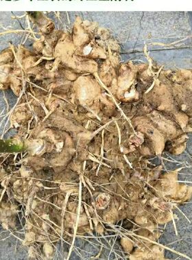 神农架正宗新鲜现挖金刚藤根菝葜金刚刺红肉白肉煲汤泡酒泡水整个