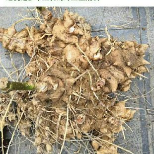 神农架正宗新鲜现挖金刚藤根菝葜金刚刺红肉白肉煲汤泡酒泡水整个