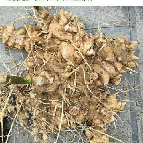 神农架正宗新鲜野生金刚藤根泡酒