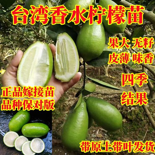 台湾香水柠檬四季无籽嫁接果树苗