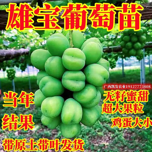 雄宝葡萄苗带土带叶爬藤果树苗