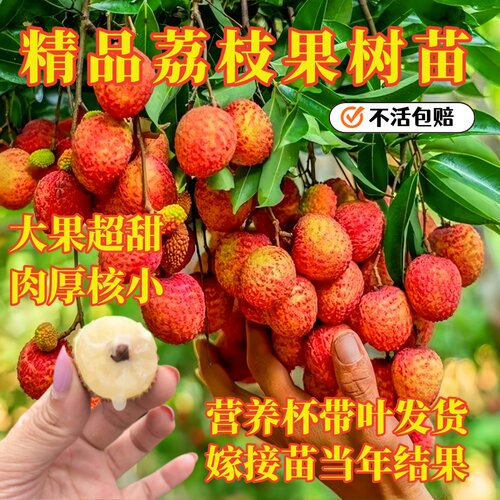 荔枝嫁接苗桂味妃子笑无核荔枝苗