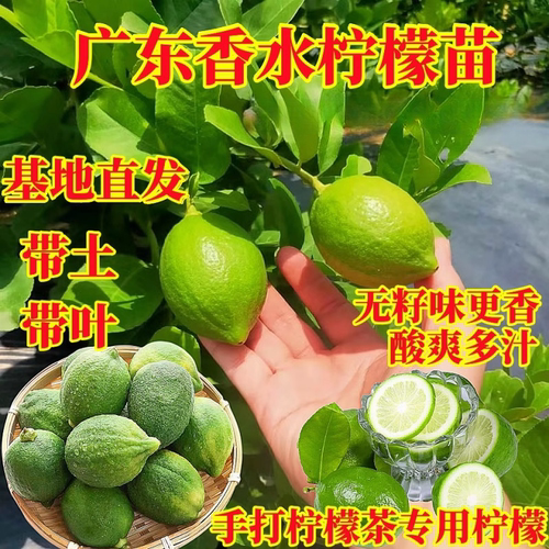 广东香水柠檬四季结果无籽果树苗