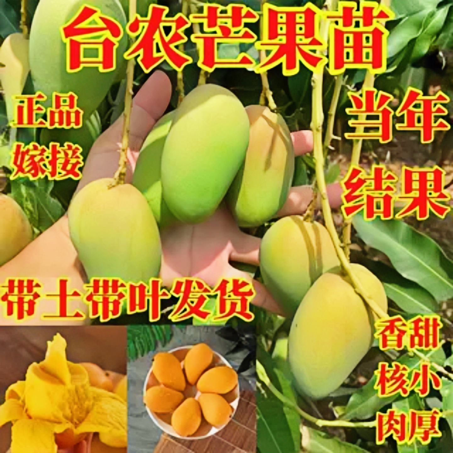 海南小台农芒果嫁接纯甜芒果树苗
