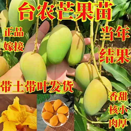 海南小台农芒果嫁接纯甜芒果树苗