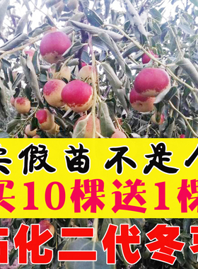 冬枣树苗二代山东沾化枣苗矮化盆栽地栽嫁接果苗南方当年结果包邮