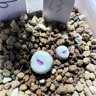 PV1380B小红嘴 一物一图 带盆发货 母本群生 肉锥红嘴实拍 绿植