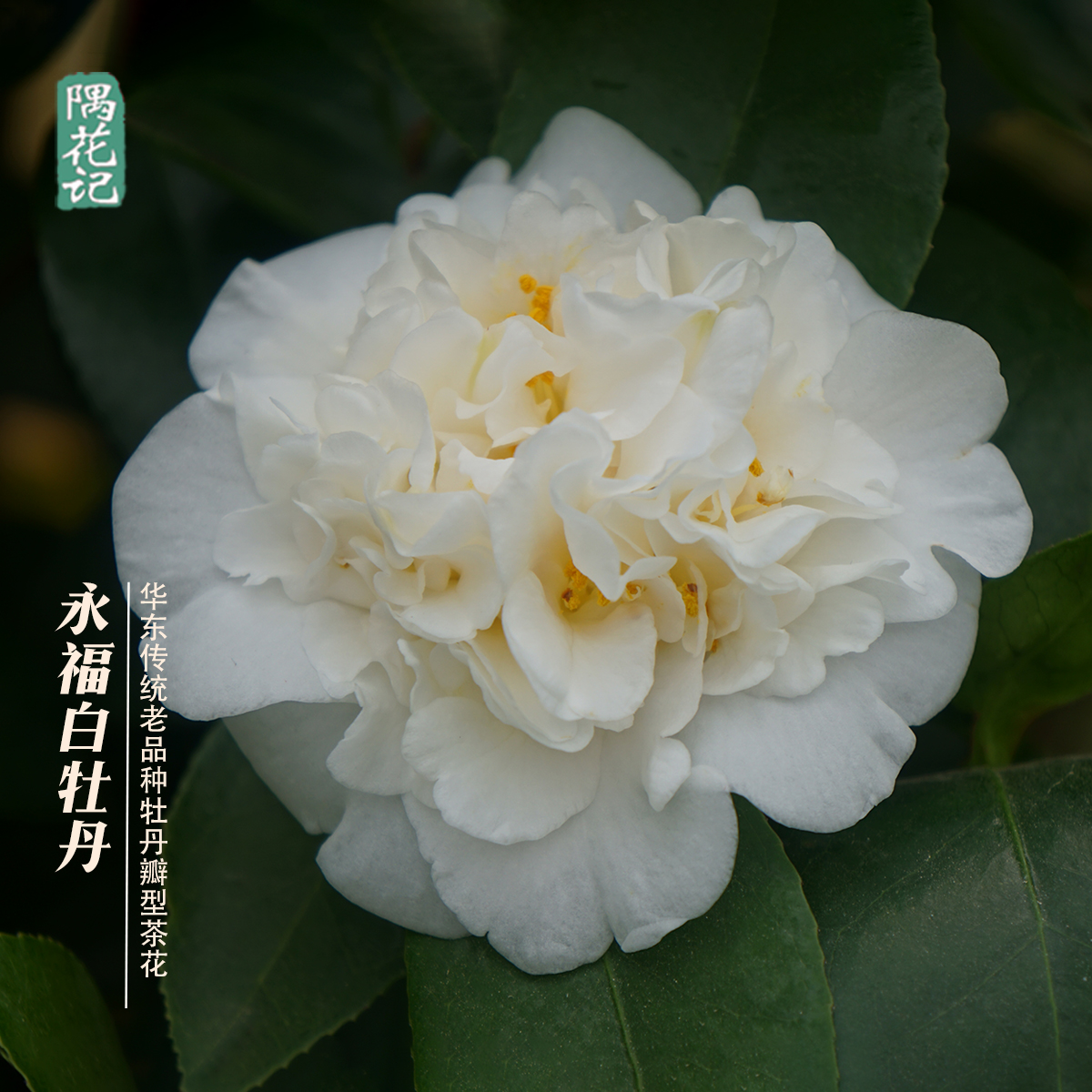 基地直发永福白牡丹山茶花名贵品种树苗带苞绿植花卉阳台室内盆栽