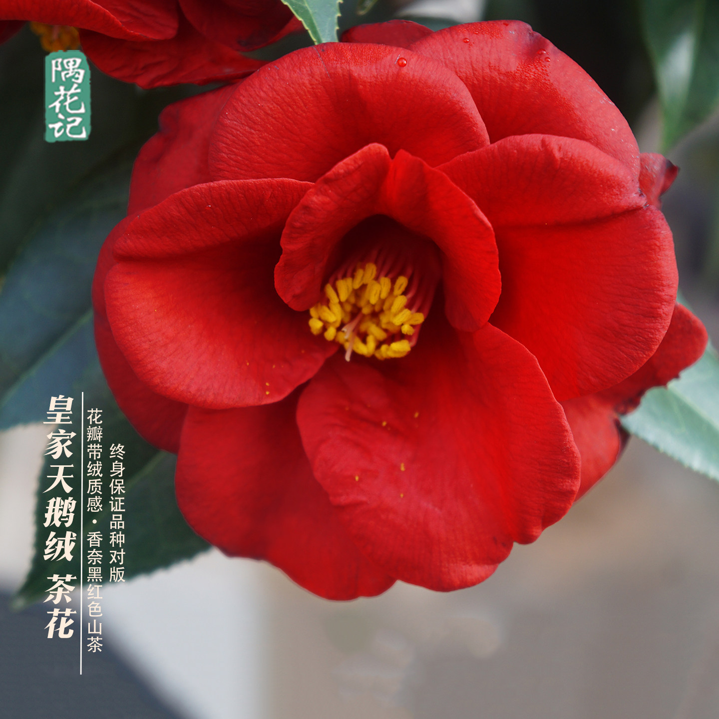 某奈儿山茶花锁扣原型花开绒质感