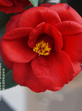 皇家天鹅绒黑红色名贵品种山茶花盆栽带花苞树苗室内植物花卉