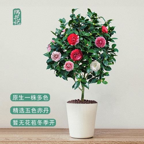 五色赤丹茶花庭院绿植