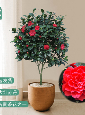 名贵红色山茶花卉树苗赤丹带花苞室内客厅好养年宵喜庆绿植物盆栽