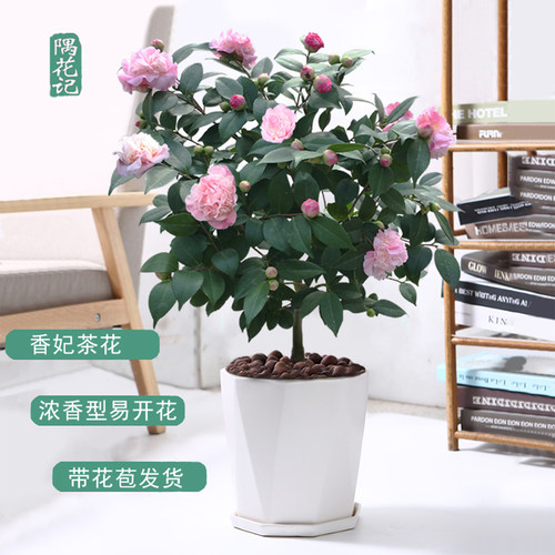 开花率高好养适合新手茶花入门