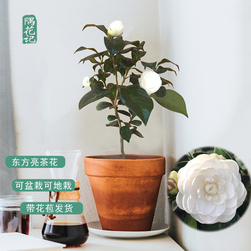 名贵庭院花卉盆栽客厅好养树苗