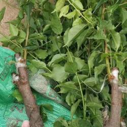 诏安红星青梅苗 3年苗 胭脂红梅 白粉梅 青竹梅 大梅