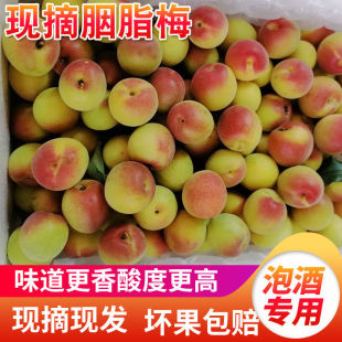 遇梅缘 2025年云南胭脂红梅  新鲜青梅 酸梅  胭脂梅  果农直发