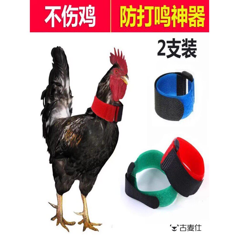 防公鸡打鸣专用卡带神器鸡项圈防鸡鸭鹅神器不打鸣噪音颈带2支装